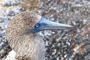 blauw voeten borsten in de galapagos eilanden foto