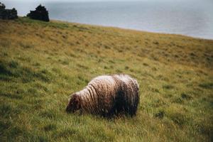 Faeröer eilanden schapen Aan de Faeröer eilanden foto