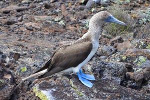 blauw voeten borsten in de galapagos eilanden foto