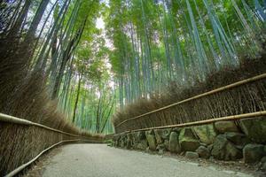 arashiyama bamboebos in kyoto, japan foto