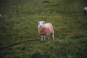 Faeröer eilanden schapen Aan de Faeröer eilanden foto