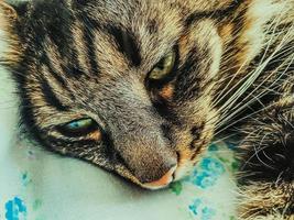 grijs, gestreept kat leugens Aan de bed. pluizig dier slaapt Aan een deken. de kat heeft groen ogen en een roze neus. vriendelijk katje resting foto