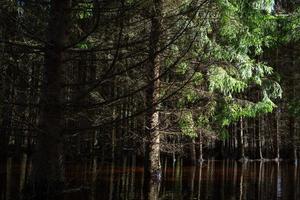 soomaa nationaal park in overstromingen foto