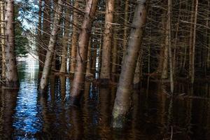 soomaa nationaal park in overstromingen foto