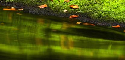 herfst landschappen in hrensko, rivier- kamenice foto