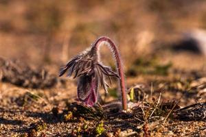 weide pasqueflower in een kust weide foto