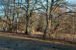 soomaa nationaal park in overstromingen foto