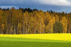 herfst landschap met geel bladeren Aan een zonnig dag foto