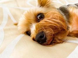 een klein hond leugens Aan de bed. yorkshire terriër zit vast uit zijn tong van zijn mond. hond met bruin ogen bijgesneden door een trimmer, groot zwart neus- foto