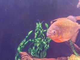 piranha in de aquarium. een vis met hoektanden en glimmend balans zwemt langs de bodem van de oceanarium. dichtbij groen algen en planten foto