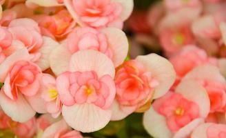 roze bloemen structuur tijdschrift ansichtkaart ontwerp sjabloon, website, Valentijnsdag dag, bruiloft dag foto