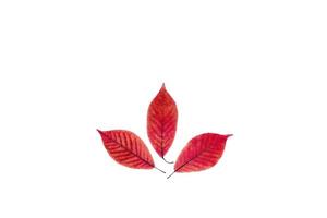 drie transparant rood bladeren Aan geïsoleerd wit achtergrond. foto