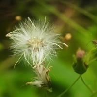 close-up van bloem foto