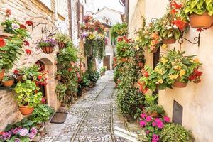 bloemen in de oude straat in het dorp Spello. regio umbrië, italië. foto
