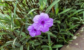 dichtbij omhoog van Purper gouden bloem of ruellia angustifolia in een tuin foto