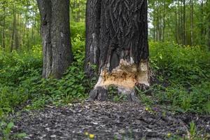 een dik boom voor de helft geknaagd door bevers foto