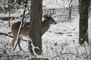 buck staand in sneeuw in een veld- gedurende winter foto