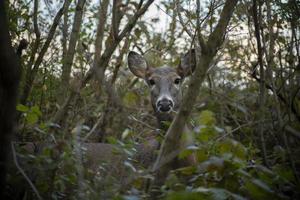 doe hert in hoog borstel foto