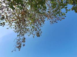 laag hoek schot, omhoog visie, kijken omhoog van groen bladeren en boom takken tegen Doorzichtig helder blauw lucht met kopiëren ruimte foto