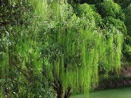 huilen wilg bomen staand Bij natuurlijk vijver kant, groen water, groen tuin, vredig milieu voor behang foto