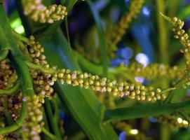 dichtbij omhoog geel kokosnoot stuifmeel, klein bloemen Aan een kokosnoot palm boom met wazig achtergrond, natuurlijk behang foto