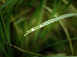 dichtbij omhoog water druppels Aan groen gras, selectief focus, wazig achtergrond, groen bladeren, natuur behang foto
