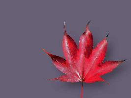 geïsoleerd van een single levendig rood esdoorn- blad, kleur van herfst, gedaald bladeren, uitknippen, droog blad, transparant, element, object, grafisch hulpbron foto