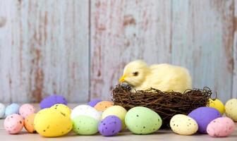 Pasen banier met kip in de nest omringd met kleurrijk eieren.plaats voor tekst foto