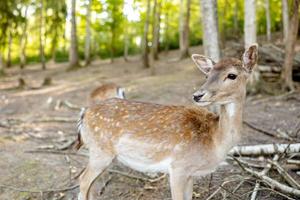 mooi, jong hert wandelen in de Woud. wild dier. dieren in het wild tafereel van natuur. dichtbij omhoog visie. foto