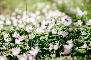 mooi wild bloemen in Woud. vroeg voorjaar seizoen. detailopname visie. verbazingwekkend natuur. zonnig het weer. foto