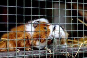 schattig Guinea varkens Aan dier boerderij in hok. Guinea varken in kooi Aan natuurlijk eco boerderij. dier vee en ecologisch landbouw. foto