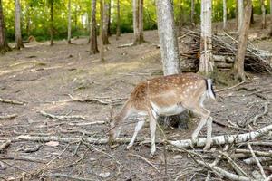 mooi, jong hert wandelen in de Woud. wild dier. dieren in het wild tafereel van natuur. foto