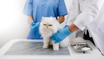 vrouw veterinair dokter gebruik makend van stethoscoop voor schattig katje en schoon dier oren in dier ziekenhuis foto