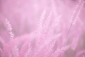 roze gras bloemen, zacht focus, natuur vervagen roze achtergrond. foto