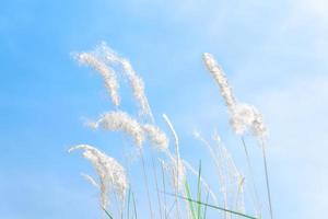 mooi wit gras bloem Aan blauw lucht natuur achtergrond, zacht focus foto