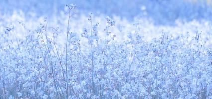 paarse bloem bloesem op veld, mooie groei en bloemen op weide bloeien in de morning.soft pastel op natuur bokeh achtergrond, vintage stijl foto