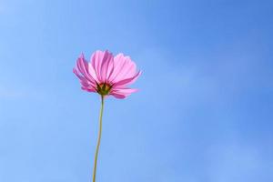 lage hoekmening van roze kosmos bloeiende planten tegen blauwe lucht foto