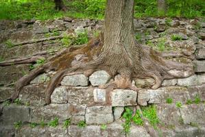 oud boom wortels in de hoog kasteel park foto