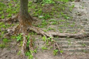 de wortels van de boom gekiemd door de stenen in de hoog kasteel park foto