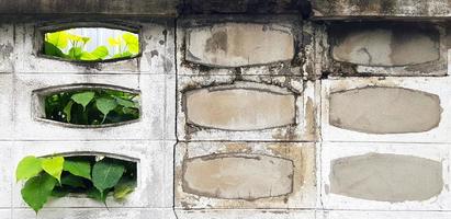 concretiseren muur met bladeren komt eraan uit van achter met kopiëren ruimte. structuur en natuur fabriek concept. foto
