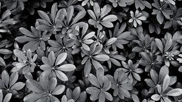 mooi bladeren patroon voor achtergrond Bij tuin park in zwart en wit of monochroom toon. schoonheid van natuur, groei, fabriek en natuurlijk behang concept foto