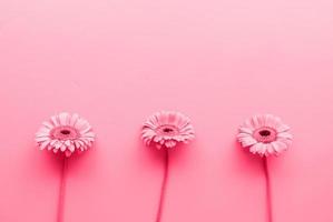 drie gerbera madeliefjes in een rauw afgezwakt met viva magenta kleur foto