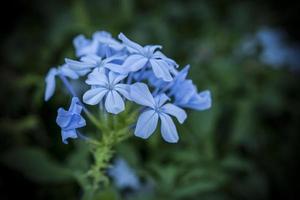 een macro schot van blauw grafiet auriculata bloemen foto