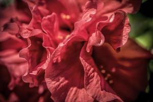 een macro schot van helder rood camelia bloemblaadjes foto