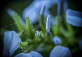 een macro schot van blauw grafiet auriculata bloemen foto