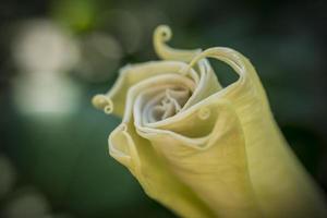 Gesloten geel engelen trompetten bloem foto