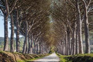 toneel- visie van voetpad omzoomd door reusachtig pijnboom bomen in zuiden van Frankrijk in heilige tropez baai Oppervlakte foto