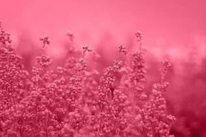 bloeiend heide bloemen Aan wazig bloemen achtergrond, detailopname. afgezwakt in kleur van jaar 2023 viva magenta. foto