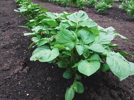 aardappel planten groeit in rijen, detailopname foto