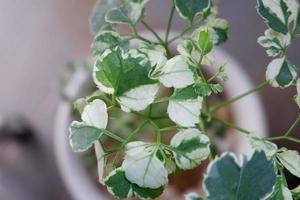 close-up foto van groene plant